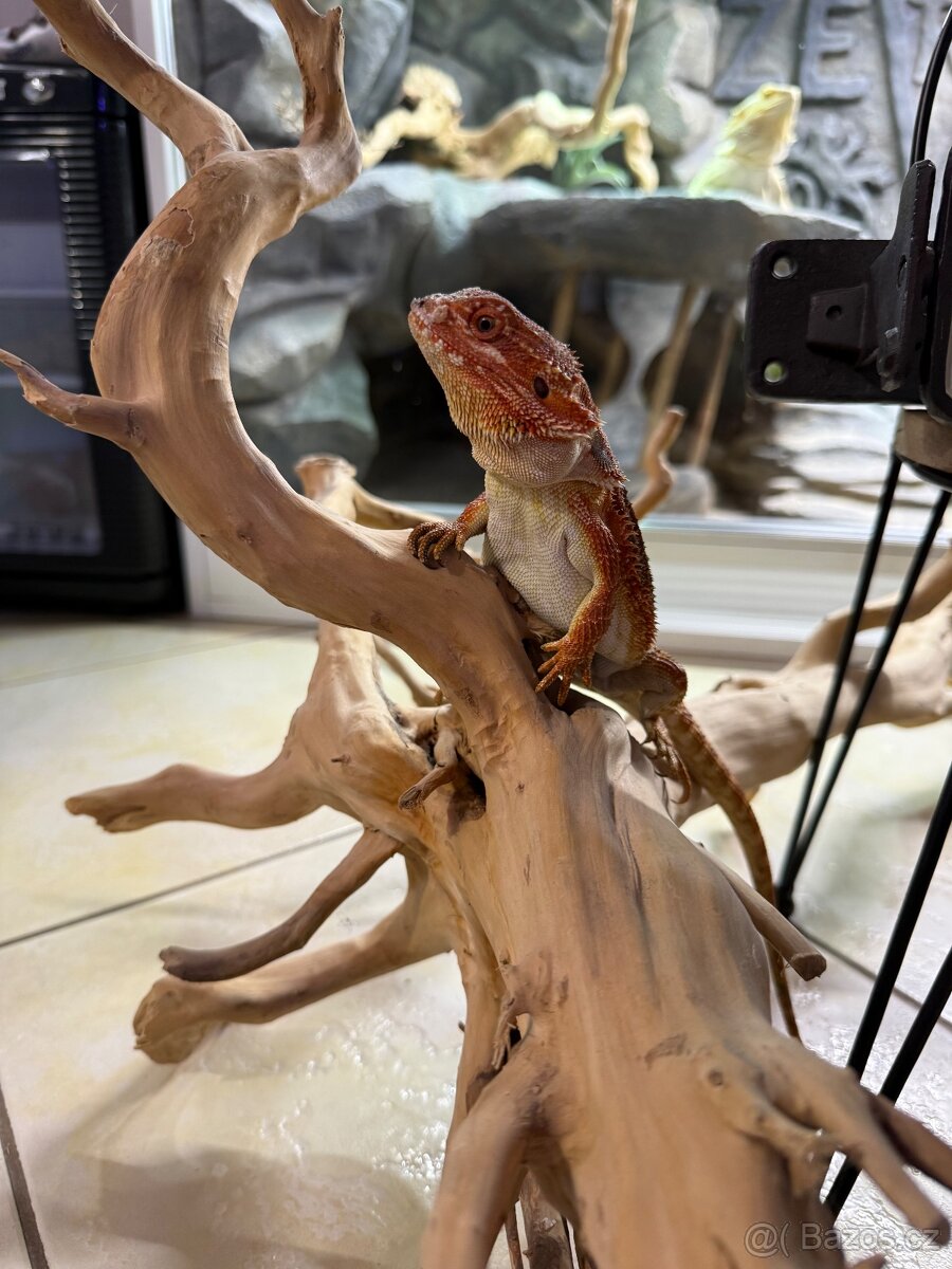 Agama vousatá ihned k odběru - 13