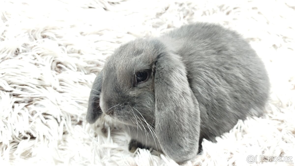 Zakrslý beránek, králíček, králík - BONNY - 13