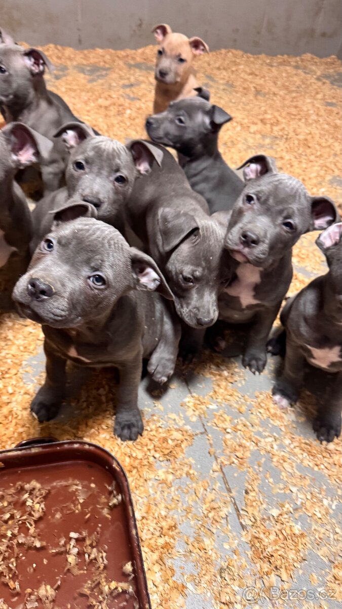 Americký stafordširský teriér - 13