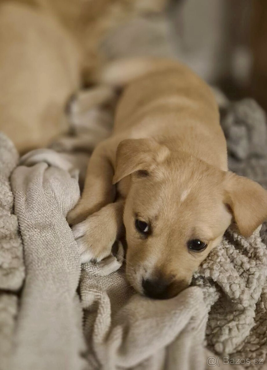 Kříženci – retrívr x labrador x ridgeback x stafford - 13