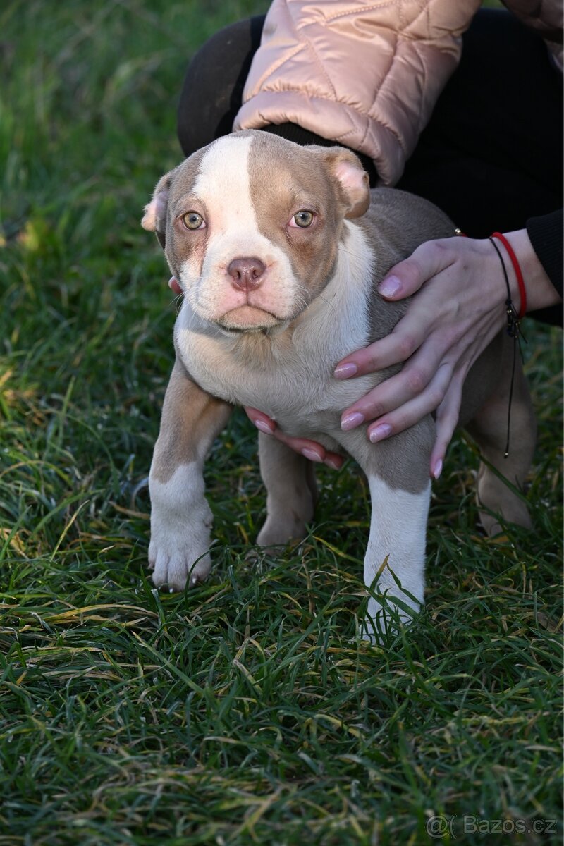 American Bully Standard – fenky k odběru ihned - 13