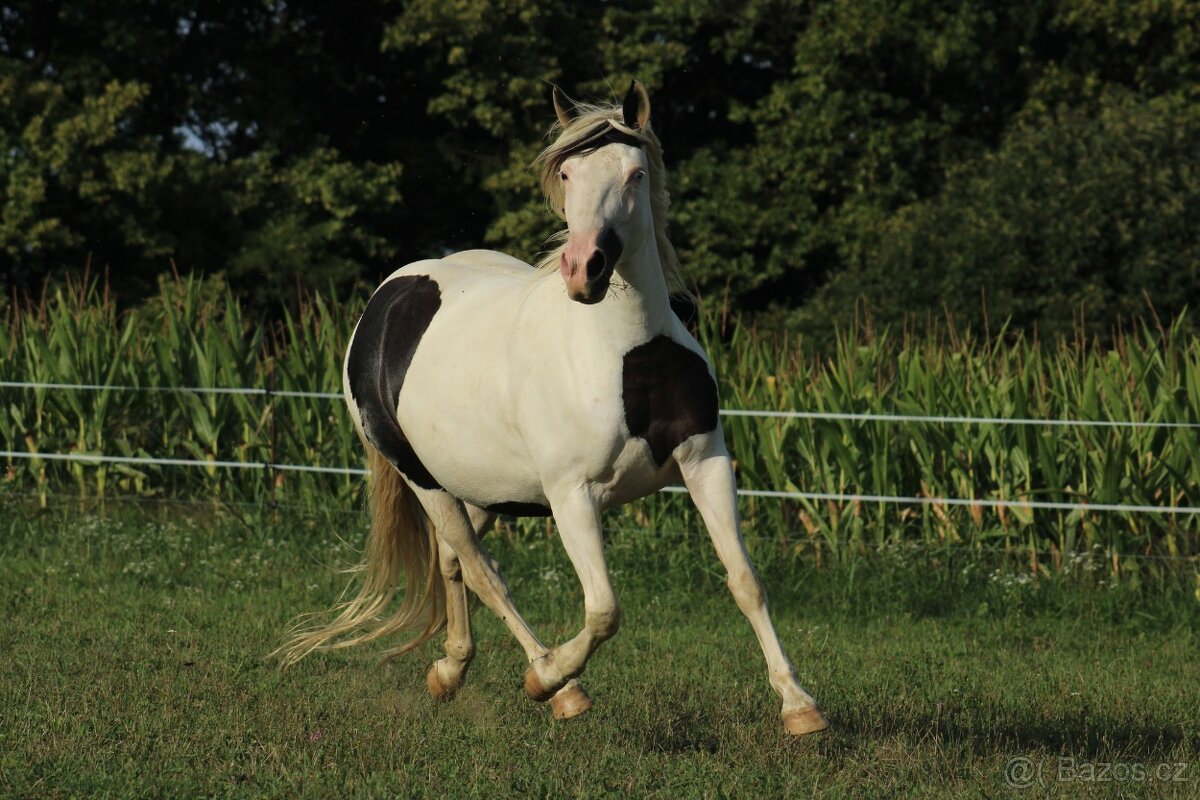 Black Pintaloosa SND Maxie - 13