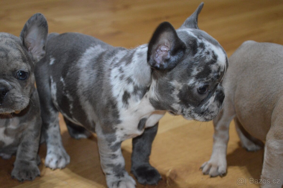 francouzsky buldocek - 13