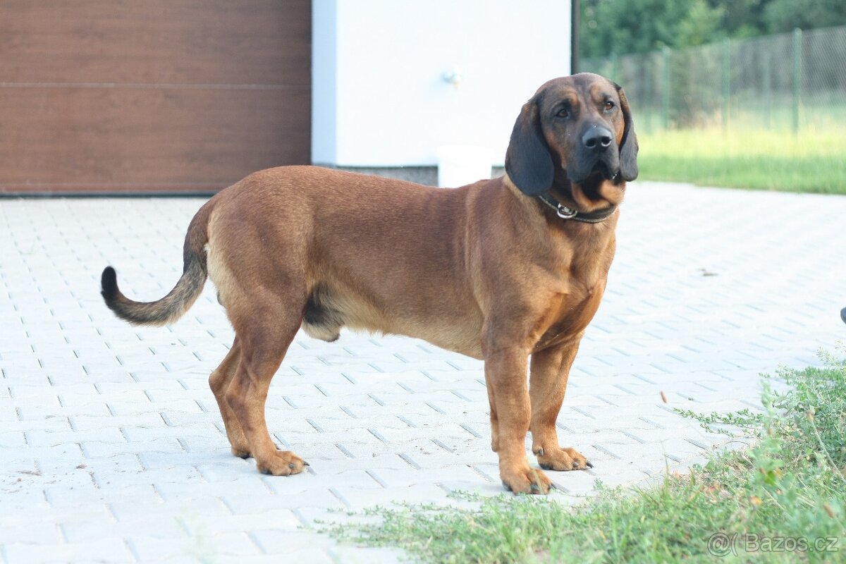 Hannoverský barvář s PP - 13