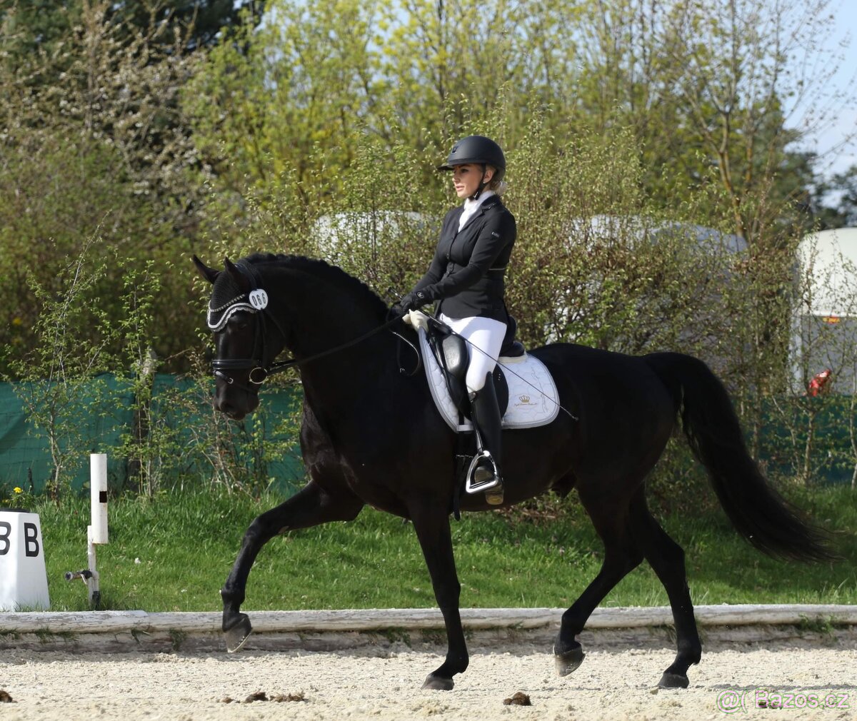 Připouštění drezurním plemenným hřebcem - 13