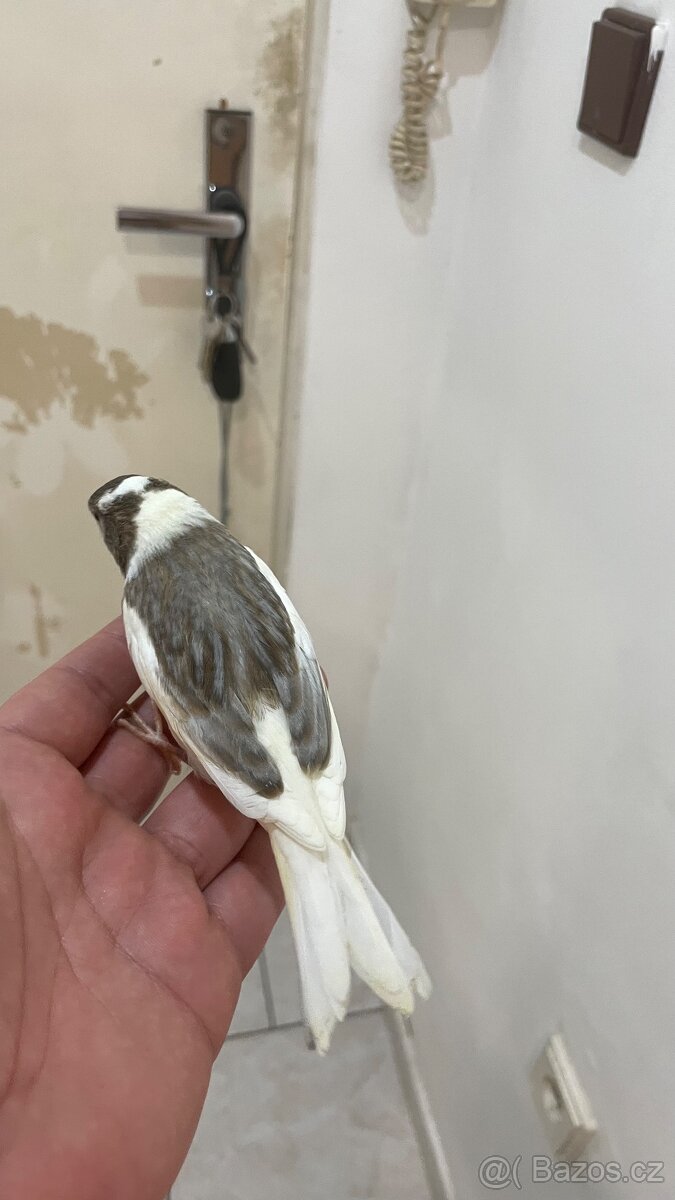 Nabízím kanáři 5/12/2025 - 13