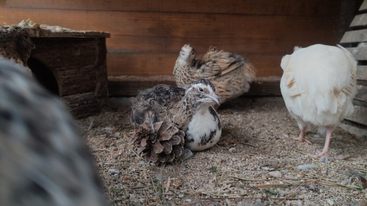Násadová křepelčí vejce, vajíčka - 13