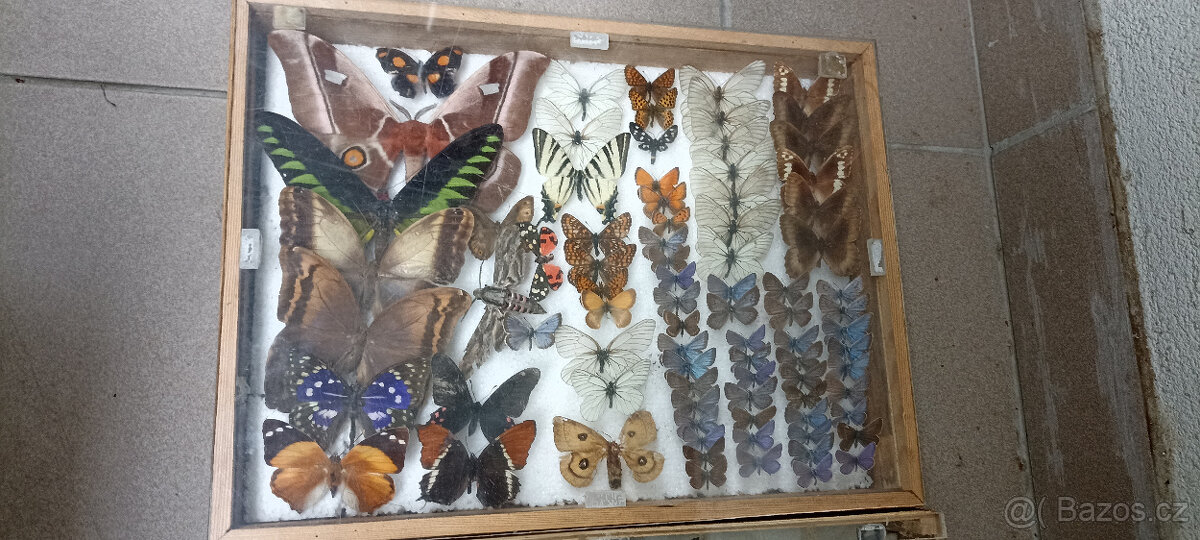 Prodám velikou sbírku motýlů - 13