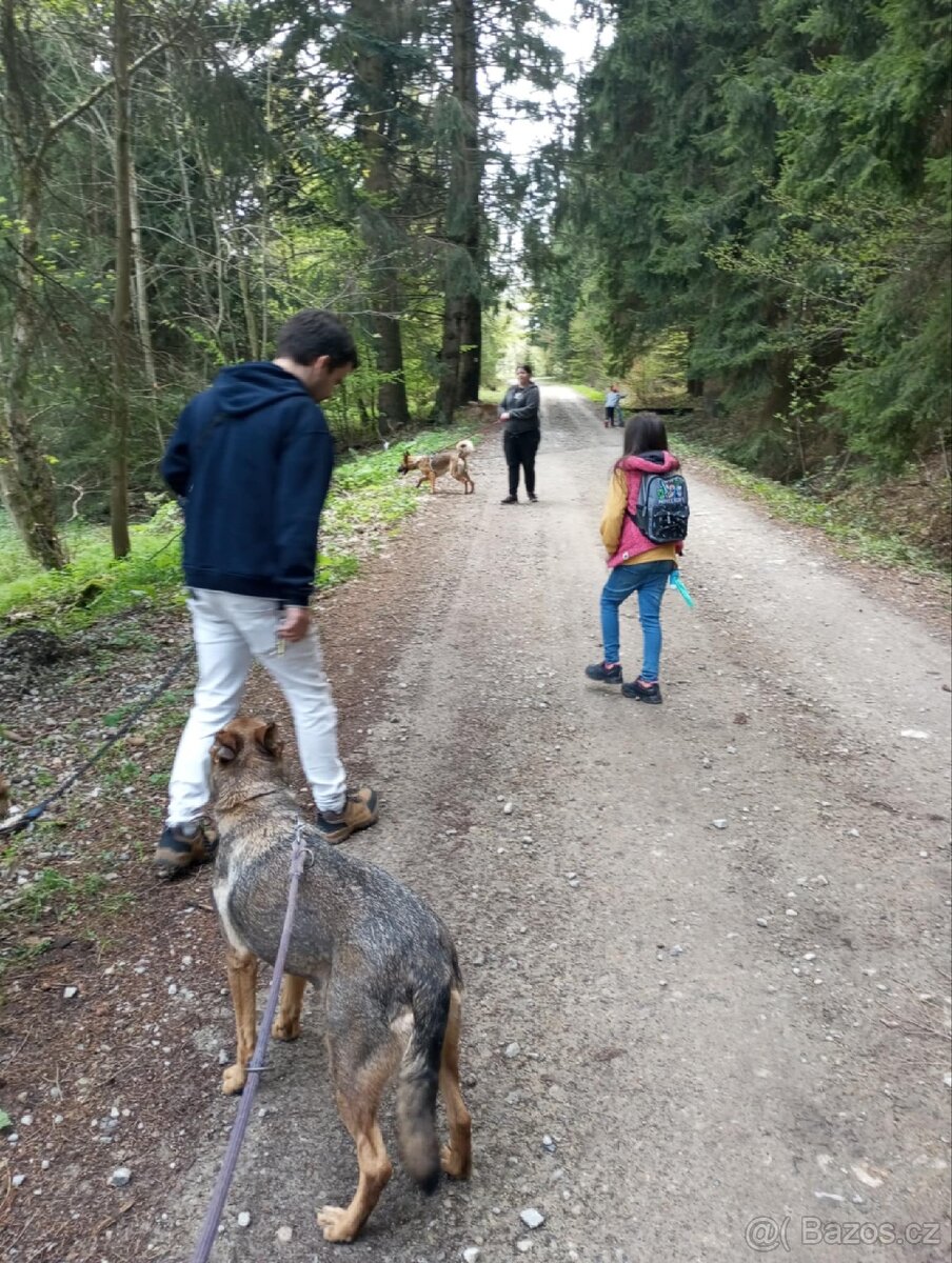 Daruji fenku německý ovčák kříženka - 13