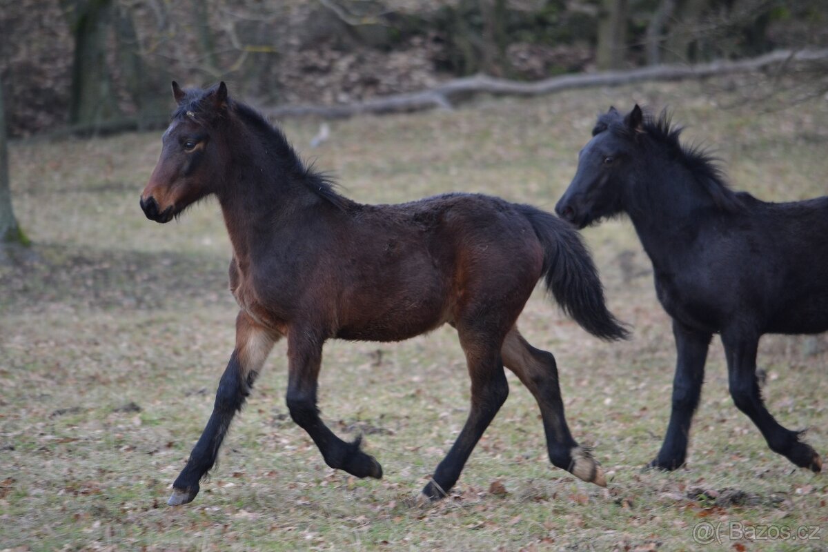 Welsh cob - hříbata 2025 - 13