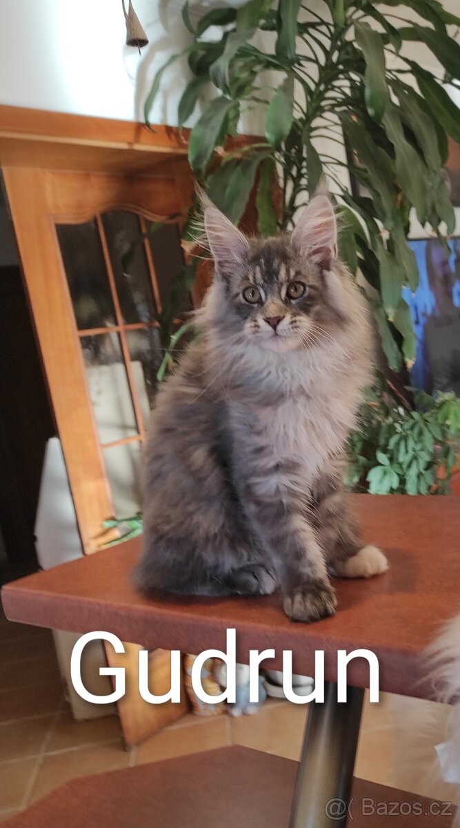 Mainská mývalí koťátka s PP - 13