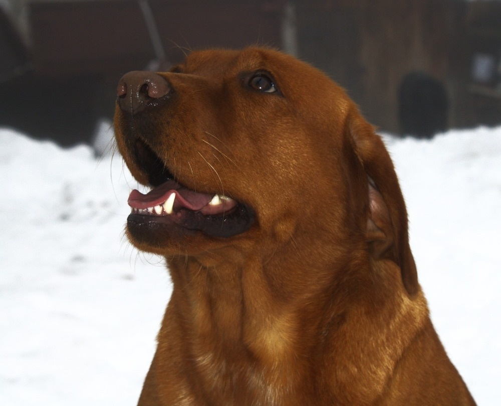 Labradorský retriever s PP - 13