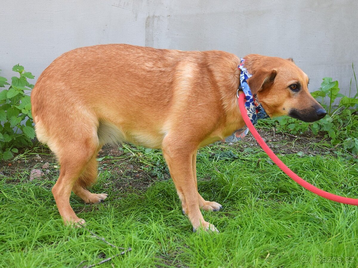 Bernarda – opatrná, citlivá fena, která potřebuje trpělivou - 13