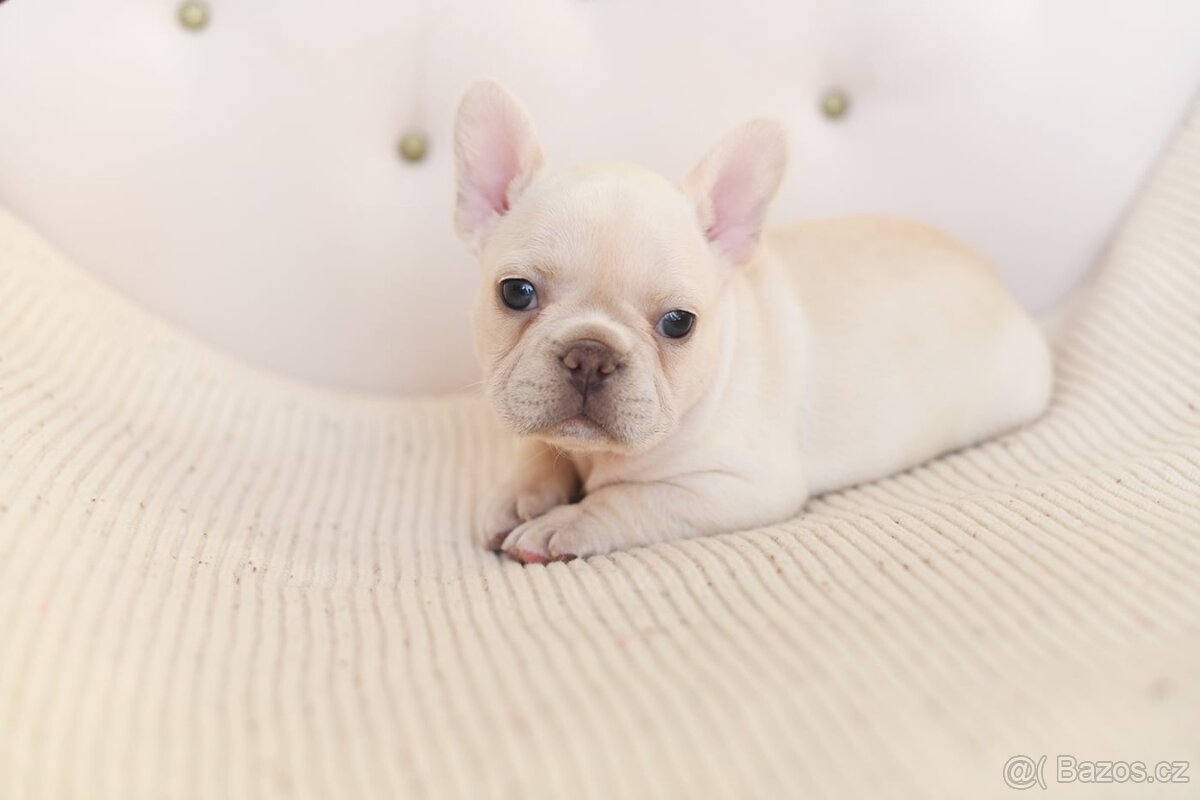 Francouzsky buldocek-ruzne barvy - 13