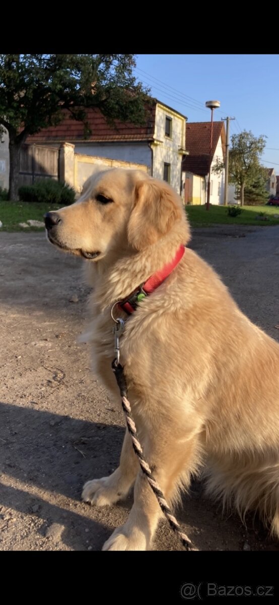 Štěňata Zlatý retrívr - 13