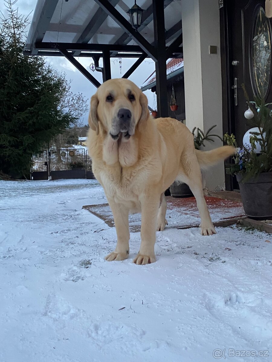 Španělský mastin- nabízíme štěňátka k odběru po 20.lednu - 13