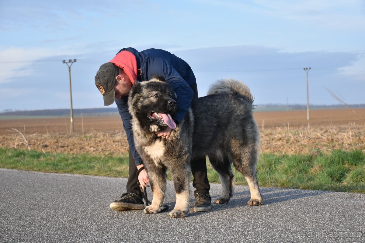 Kavkazský pastevecký pes - 13