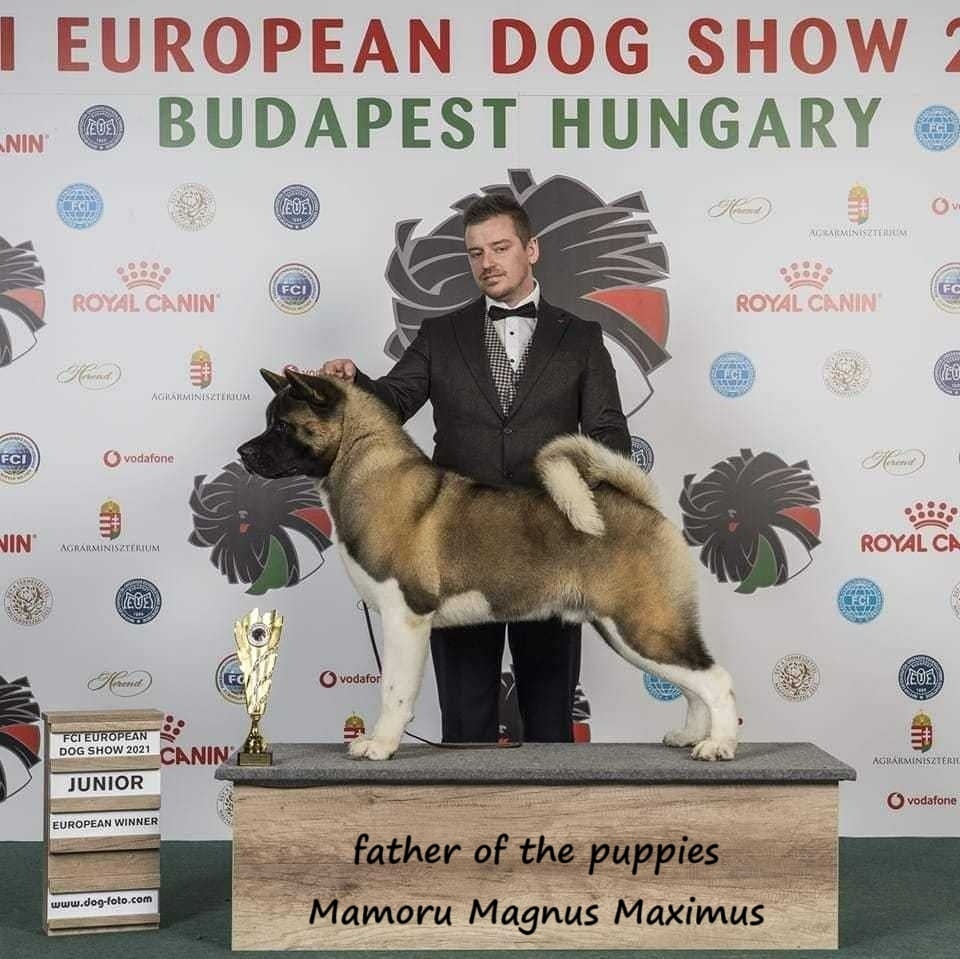 Americká akita s PP - 13