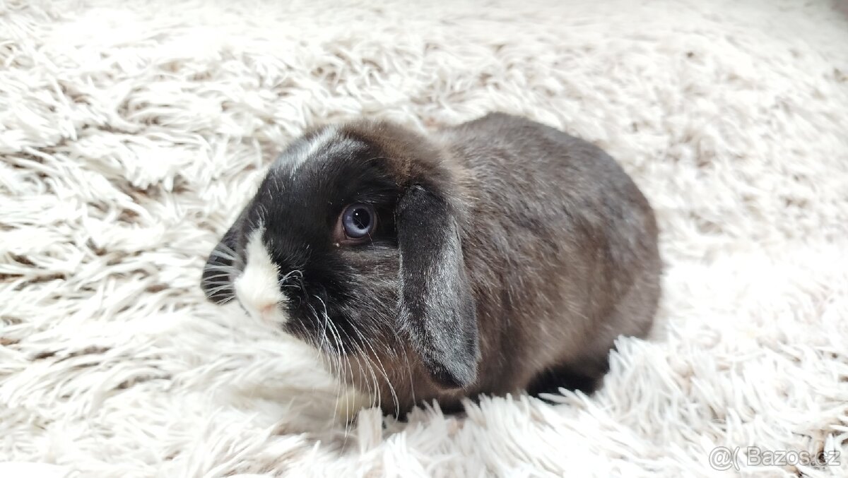 Zakrslý beránek, králíček, králík-LADY - 13