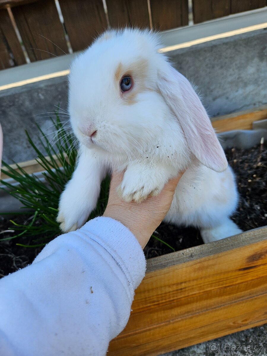 Zakrslý králík - 13