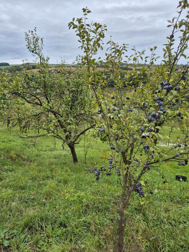 Zahrada ve lhotské Staré hoře - 13