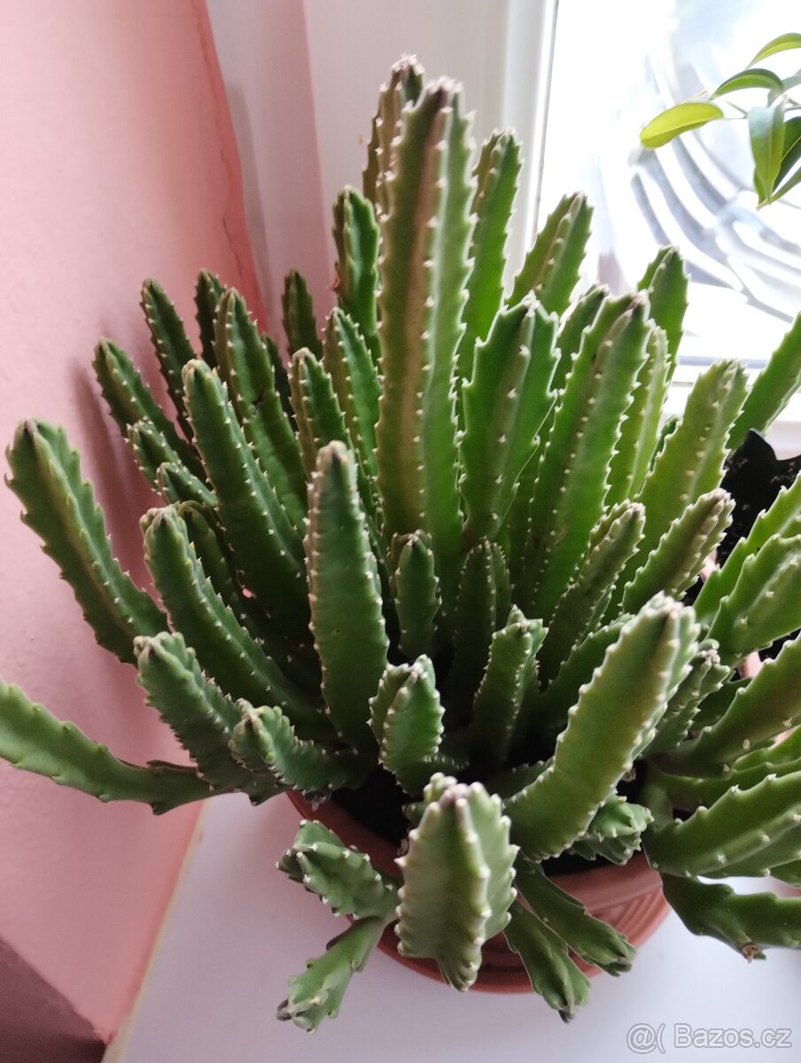 Pokojové rostliny - 13