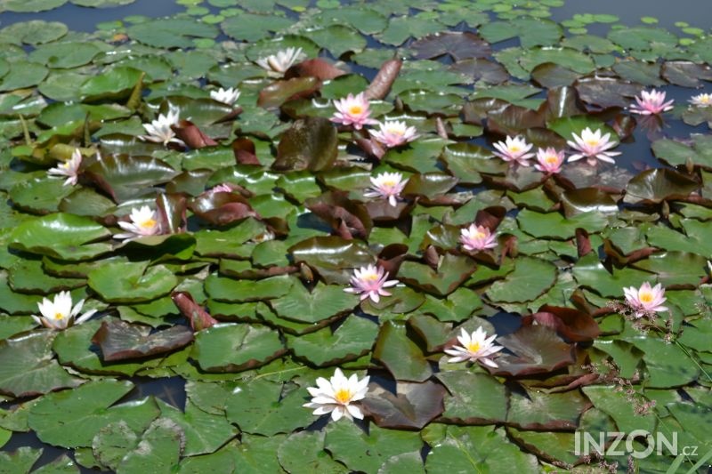 vodní rostliny bahenní rostliny - 13