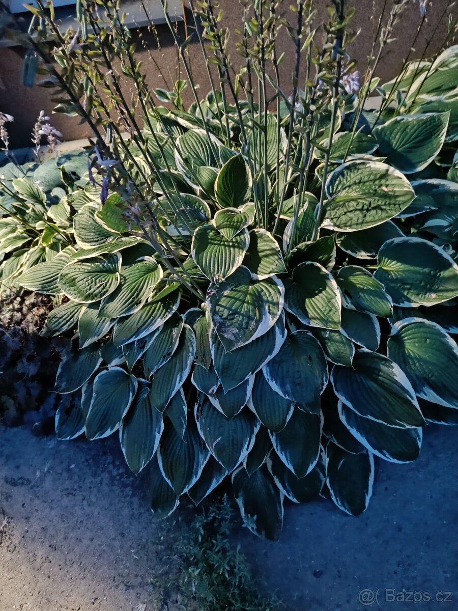 Hosta z vlastní zahrádky - 13