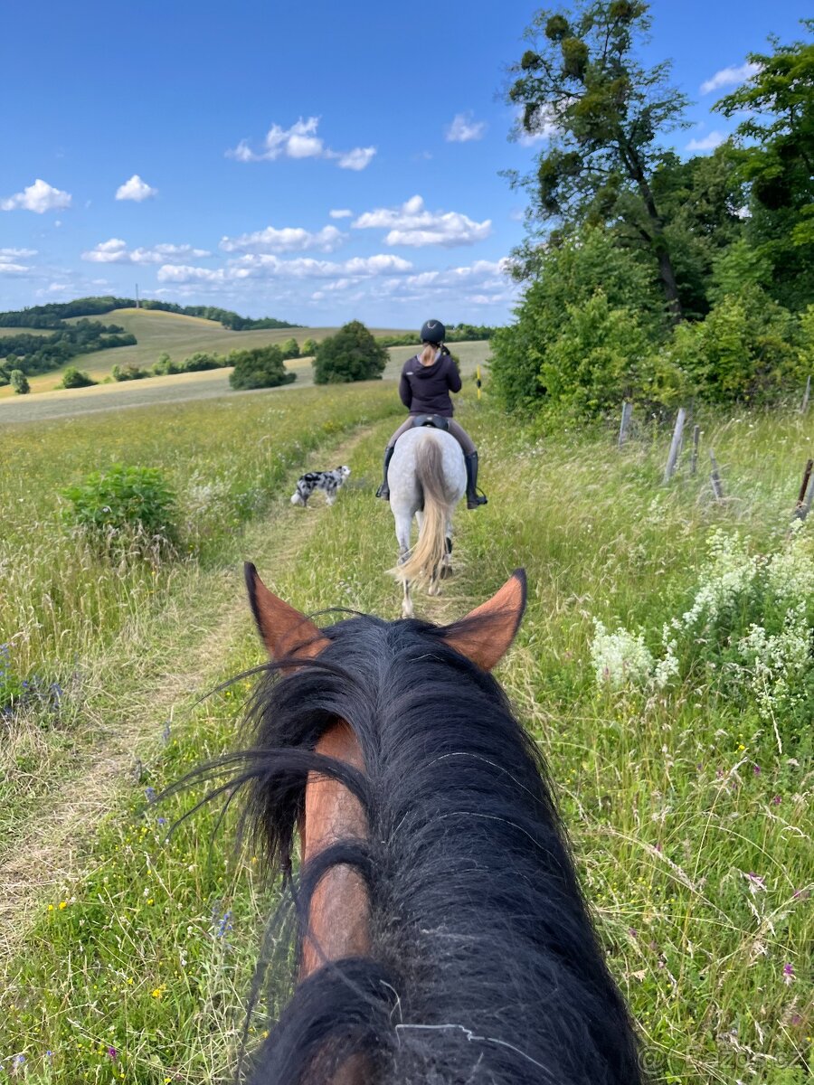 kobyla ČT/hucul - 13