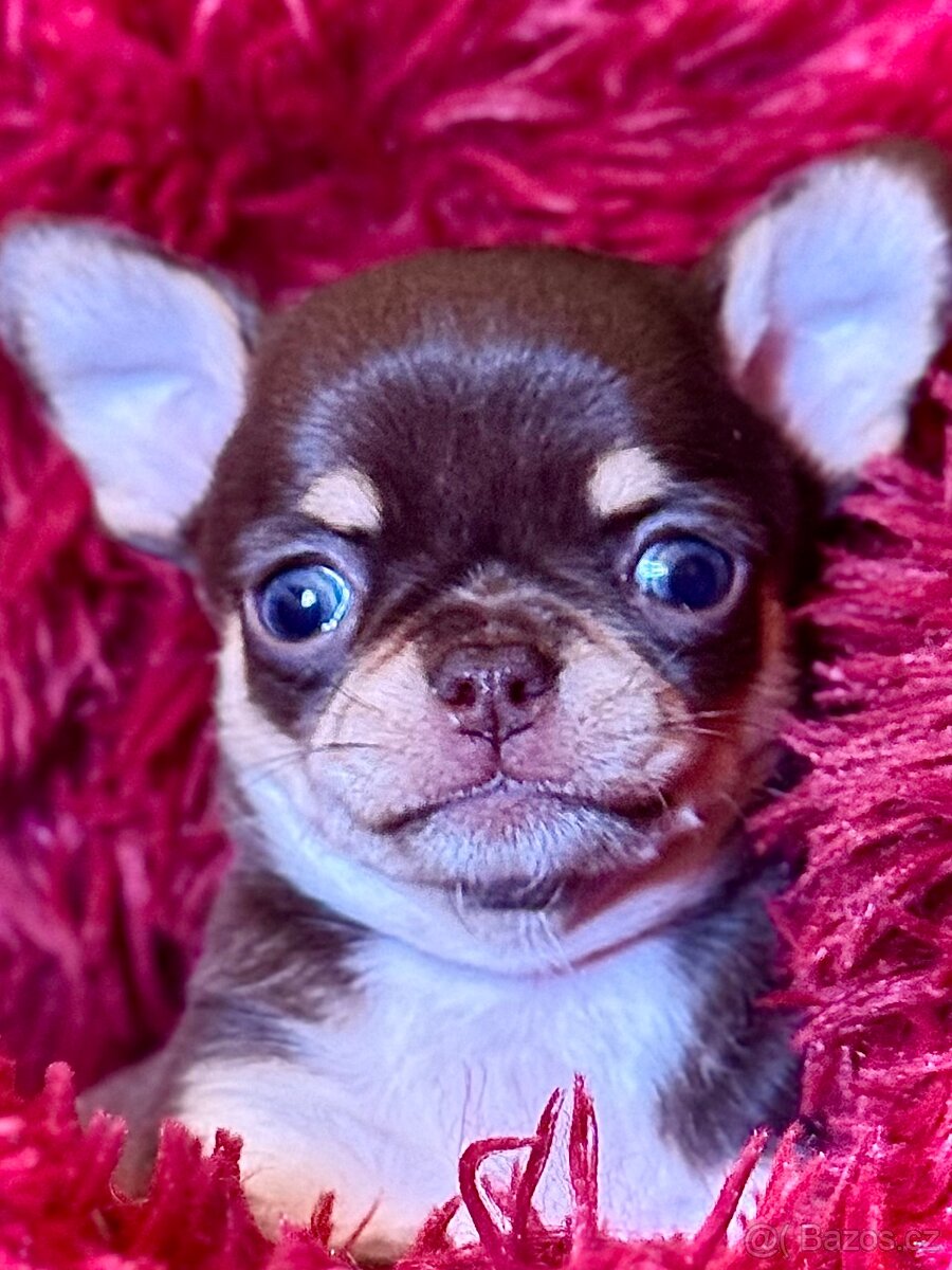 Čivava štěňátka krátkosrstá - 13