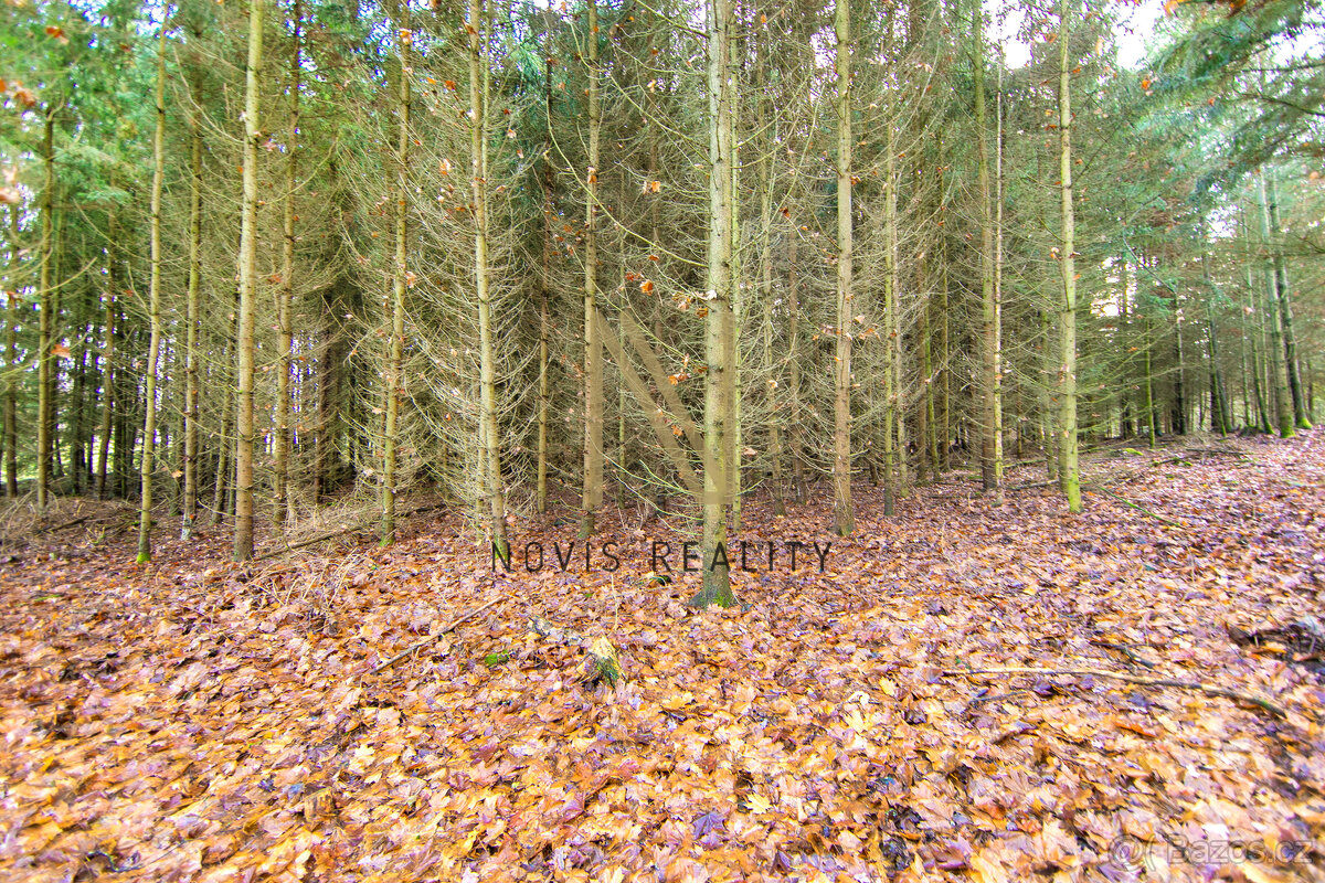 Prodej, les, 7475 m², Chudenice, Chudenický Žďár - 13