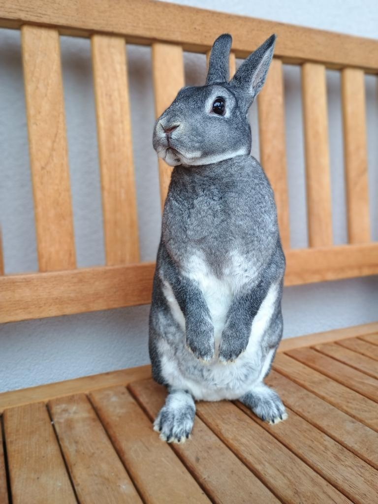 Zakrslý činčilový rex s PP - 13