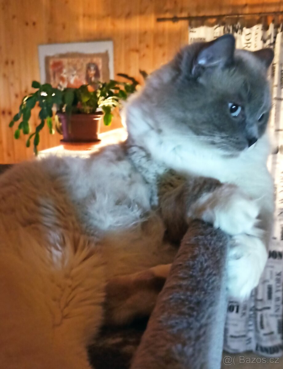 Ragdoll koťátka bez PP - 13