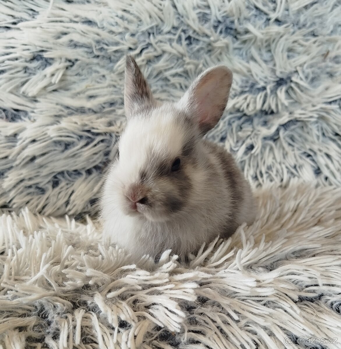 Zakrslý králík - 13