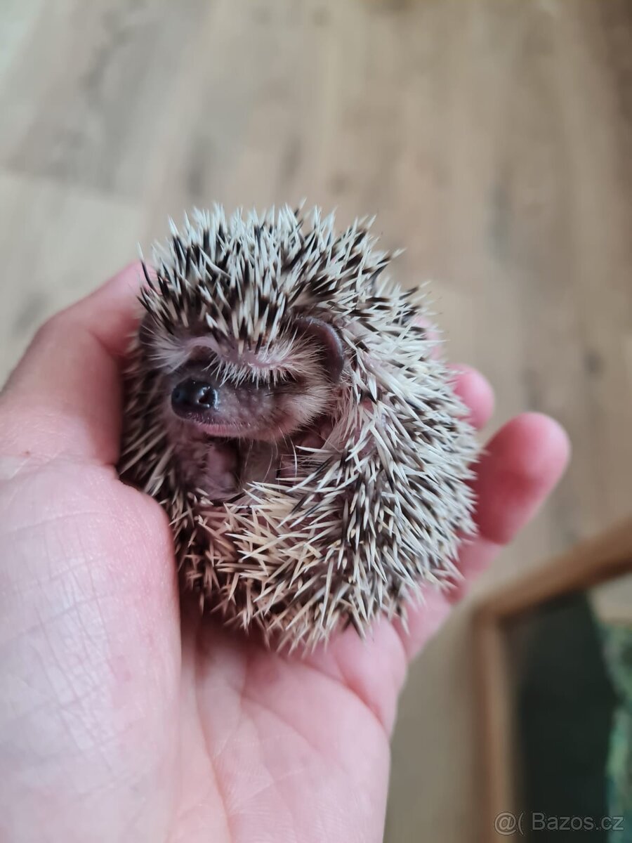 Jezek belobrichy - 13