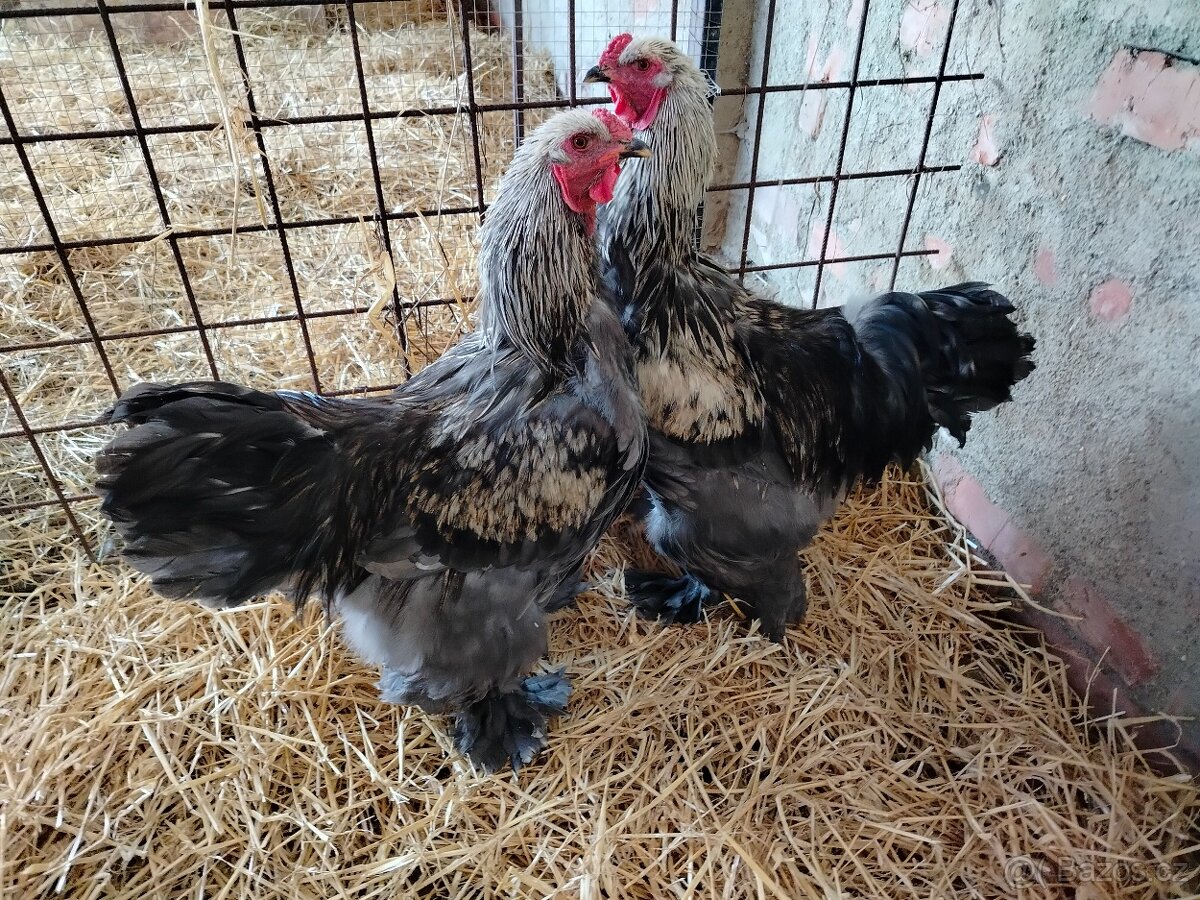 Prodám brahamku velkou - 13