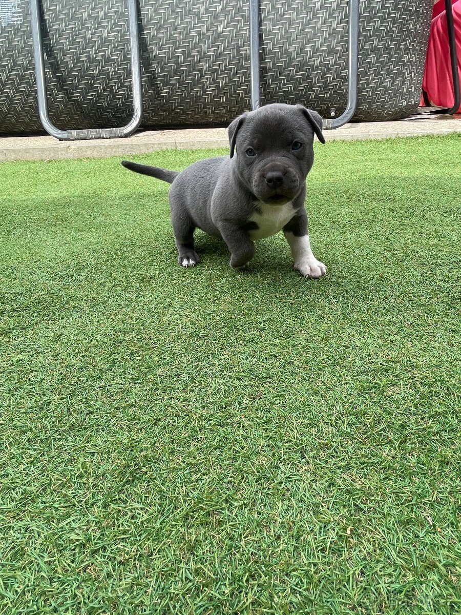 Americký stafordšírsky teriér X American Bully - 13