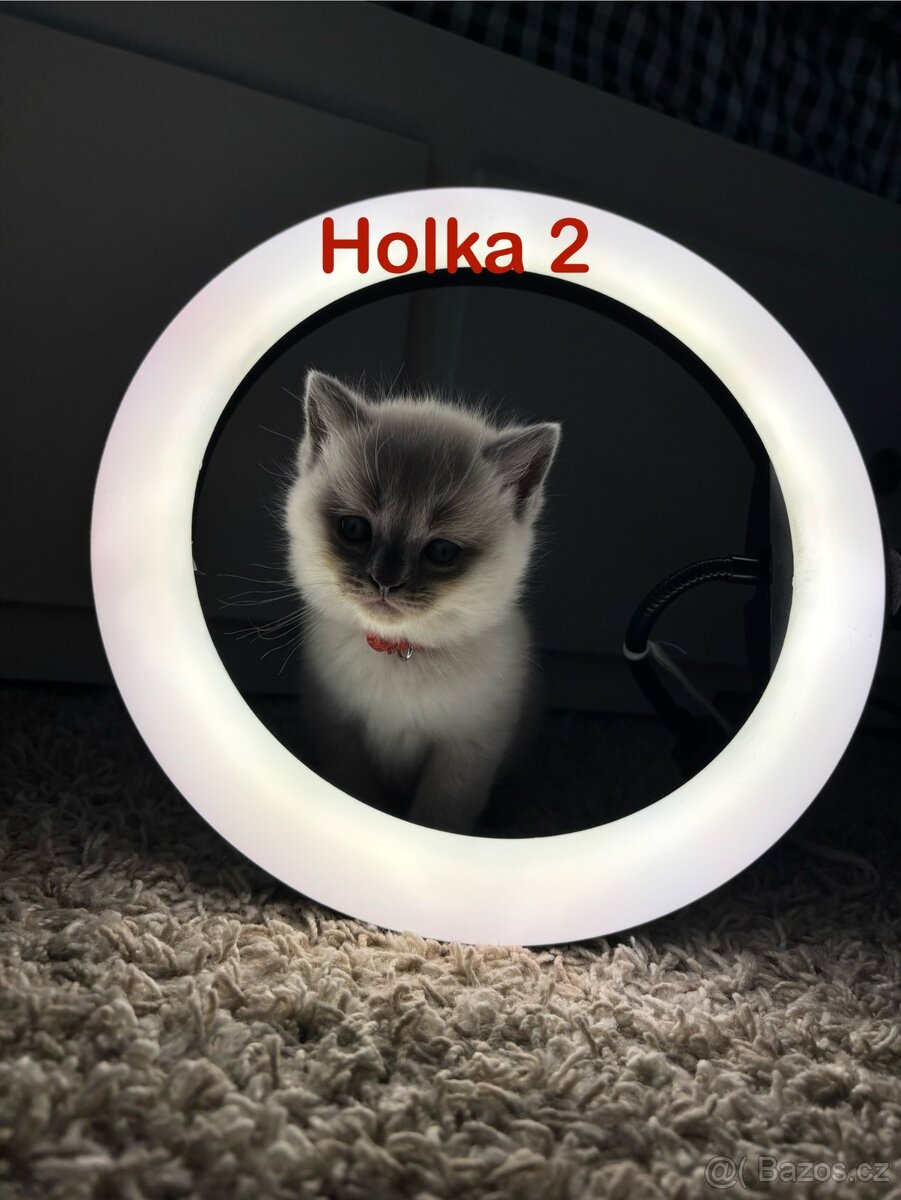 Britská koťata. - 13