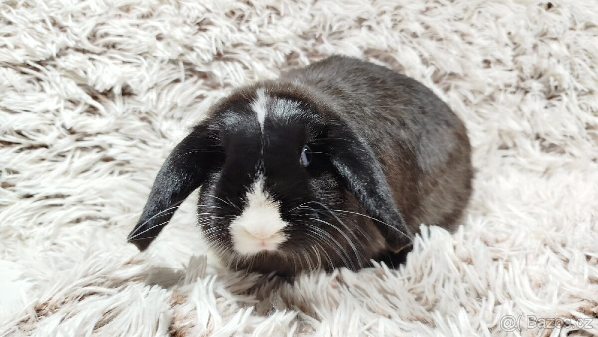 Zakrslý beránek, králíček, králík - LADY - 13
