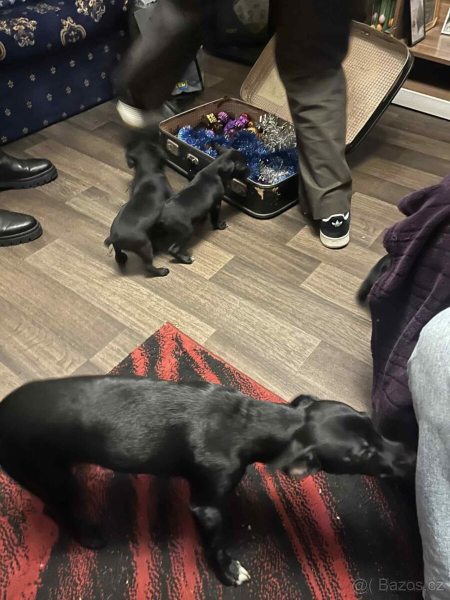 Štěňata - 13