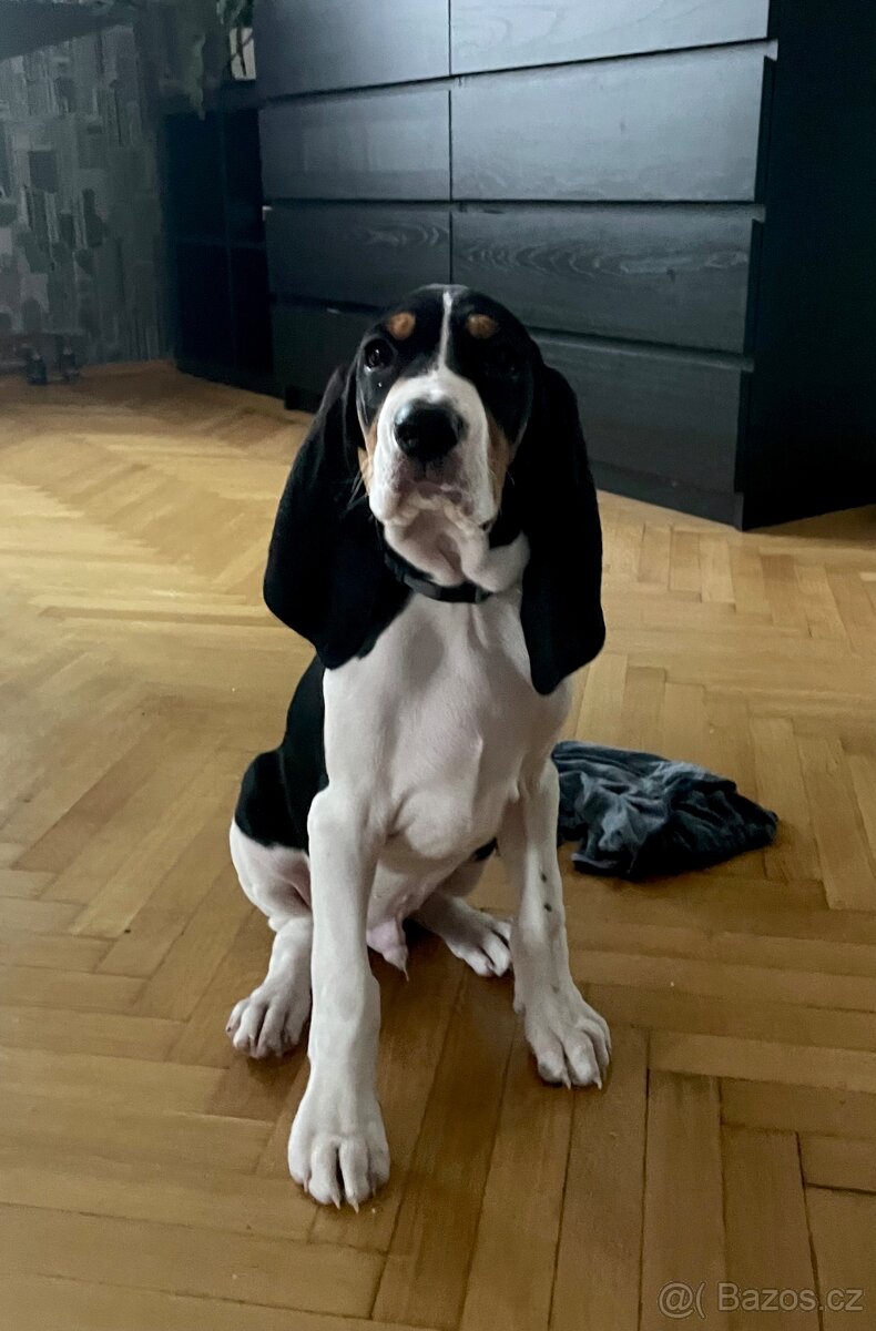 Štěně s PP ihned k odběru - 13