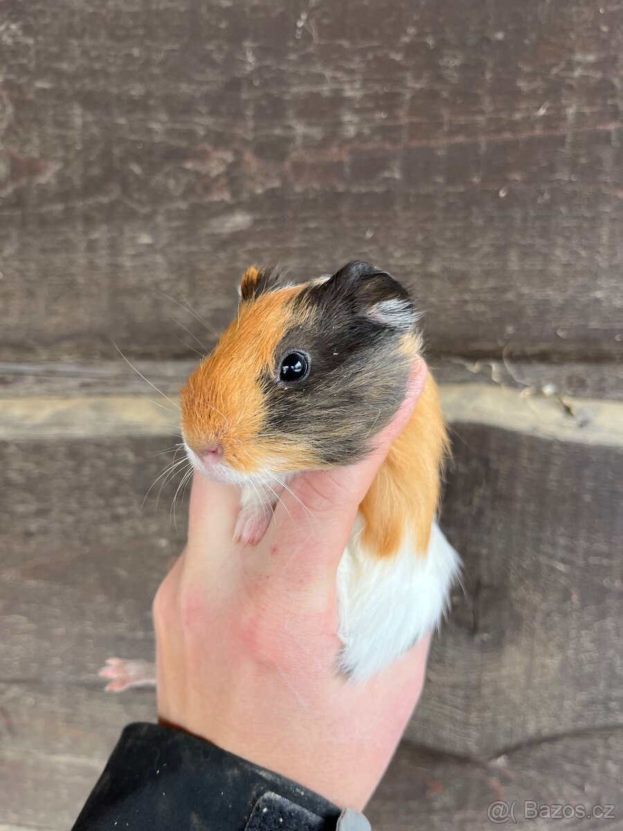 Morčata Ostrava 200,- - 13