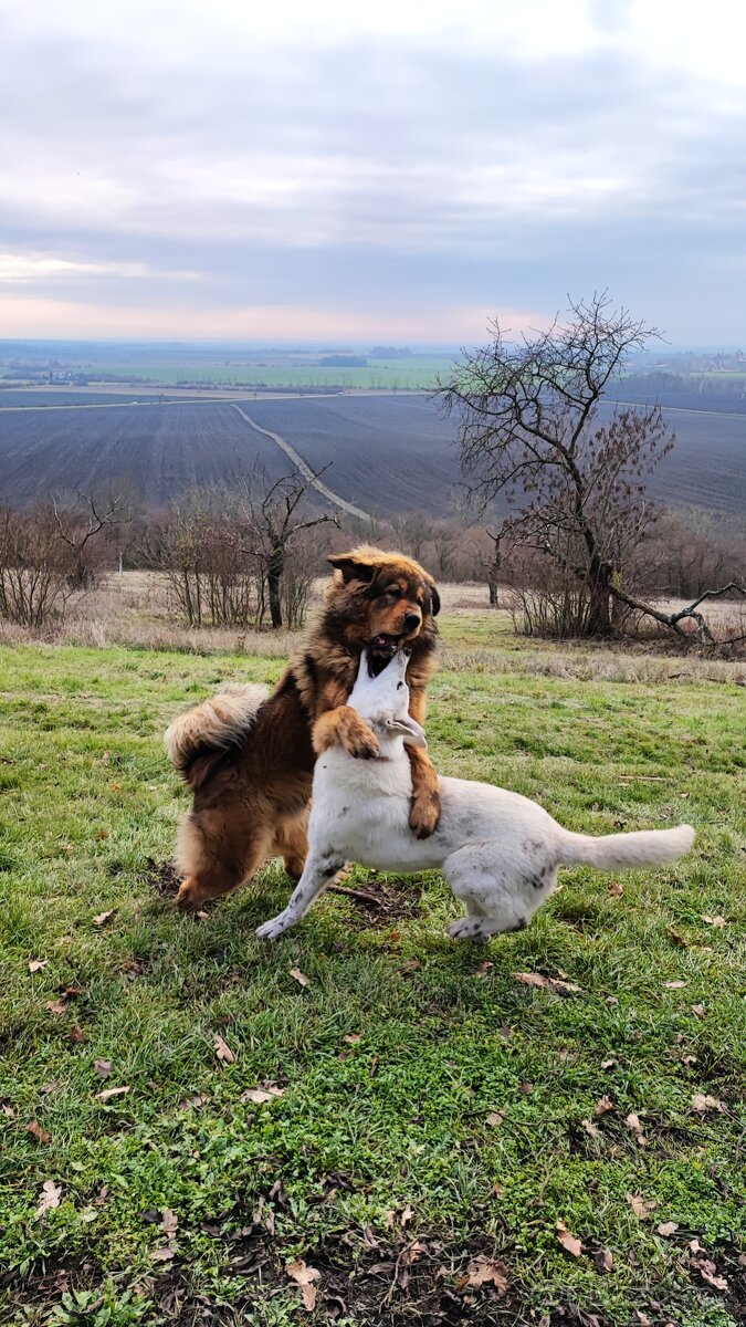 Tibetská doga ke krytí - 13