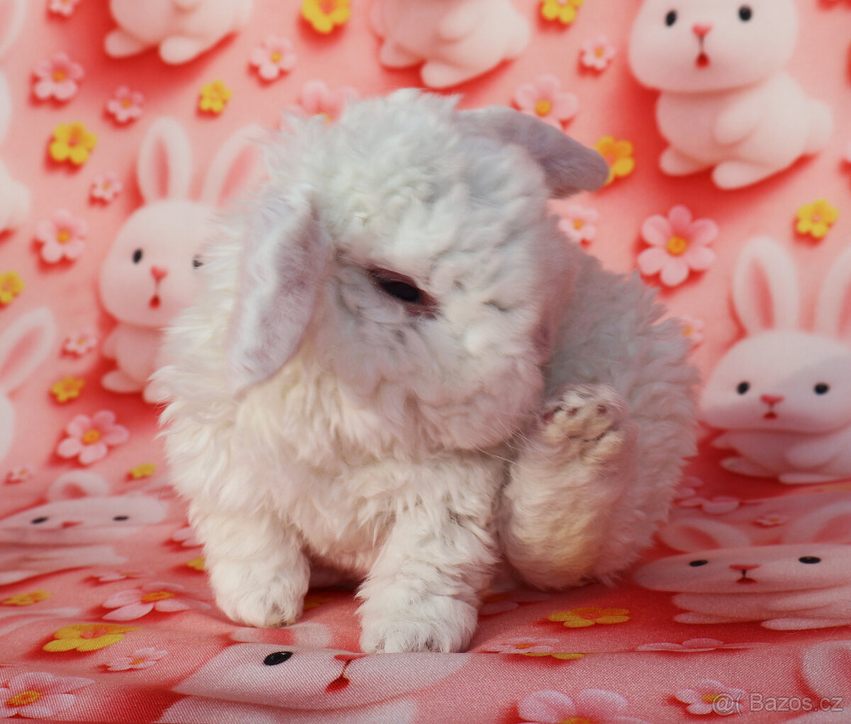 Malinkatí zakrslí beránci s VP . - 13