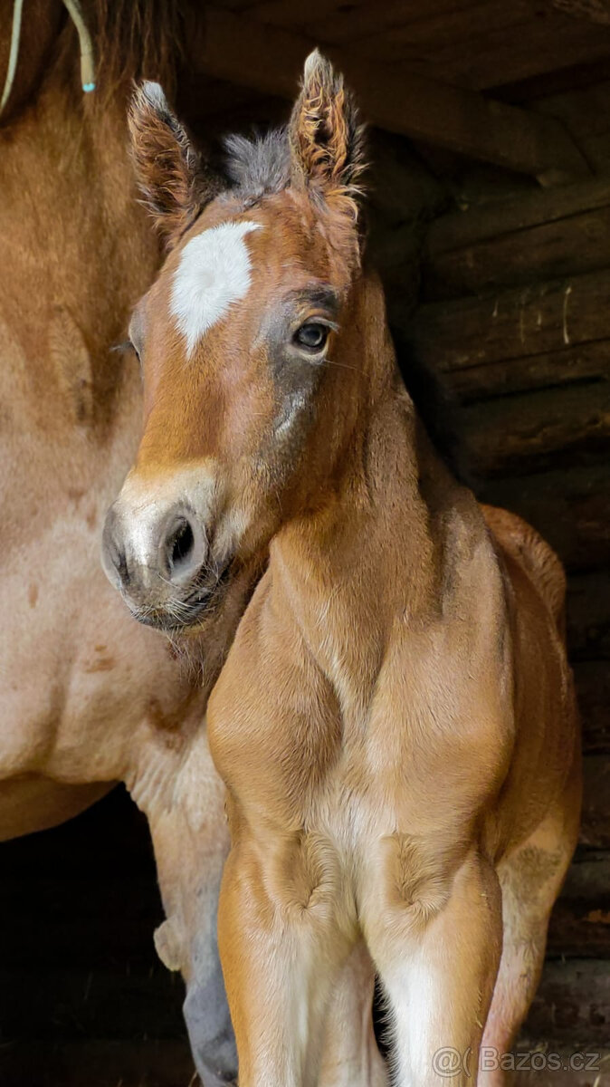 Připouštění černým hřebcem Welsh Cob D - 13