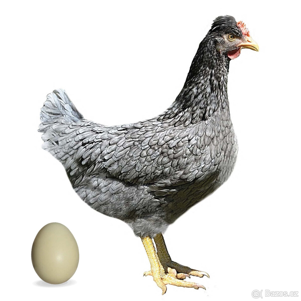 Rezervace kuřic - Blueshell, greenshell, a další - 13