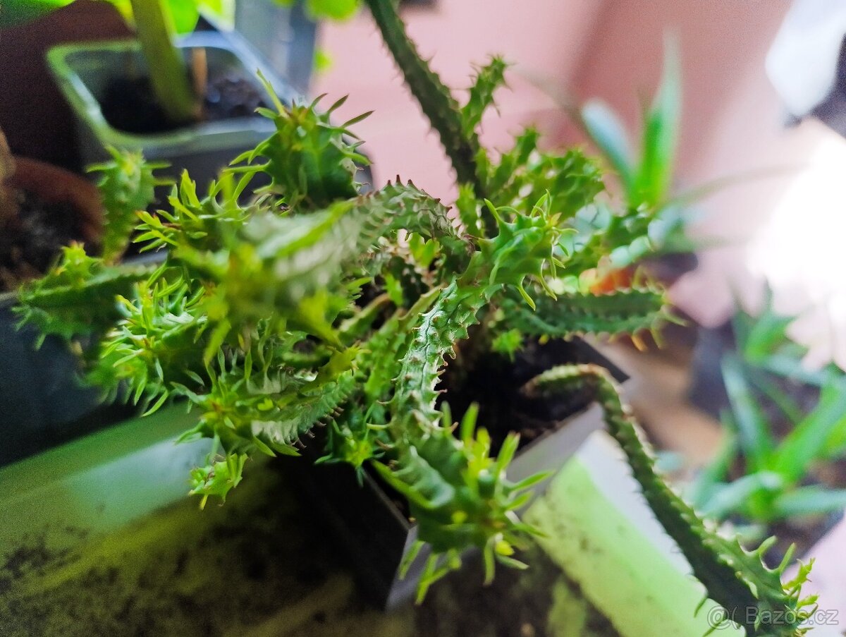 POKOJOVÉ KYTKY - 13