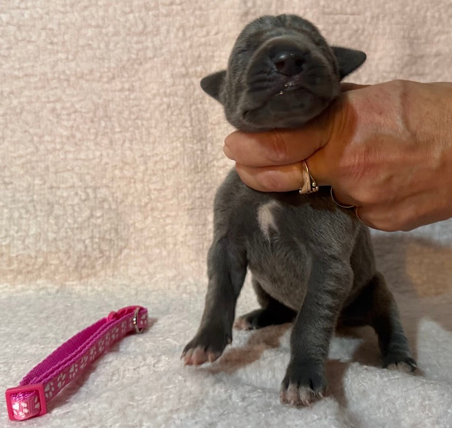 Německá doga modrá s PP - 13