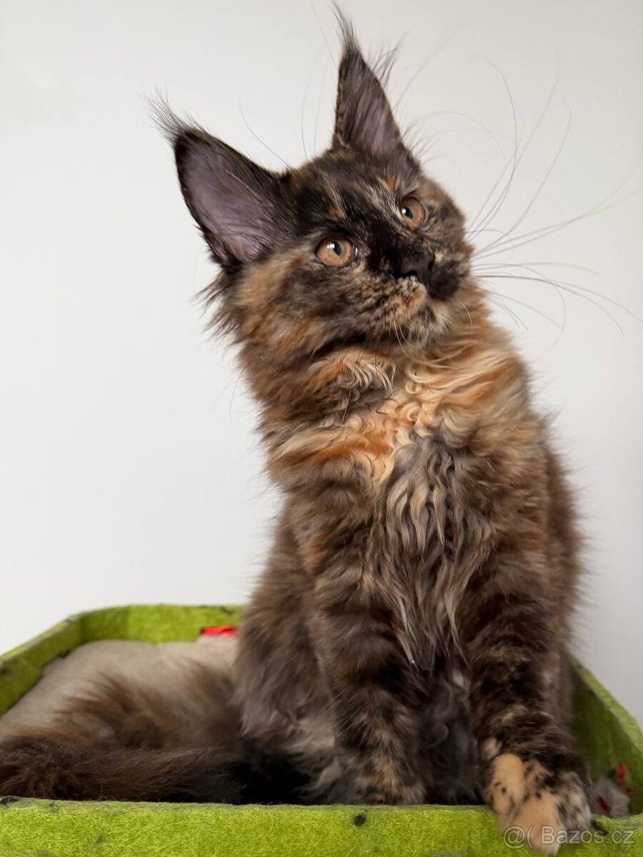 Mainská mývalí koťátka s PP - 13