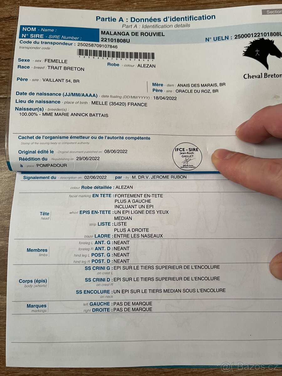 BRETÓNSKA KOBYLA - 13